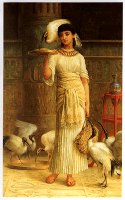 Image: Alethe & the Ibises